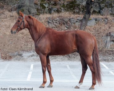 Super War Horse